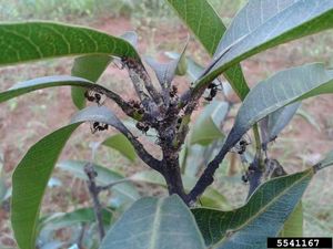 uploads/images/disease/sooty mould of mango.jpg